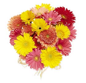 Gerbera Daisies - Mixed Colors one Dozen