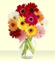 Gerbera Daisies - Mixed Colors one Dozen