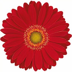 Gerbera Daisy 