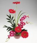  Gerbera Daisy Arrangement  with Orchids