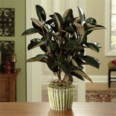 Get Up and Grow! medium 