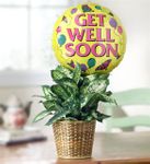 GET WELL GREEN PLANT WITH BALLOON 