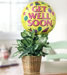 Get Well Green Plant with Balloon