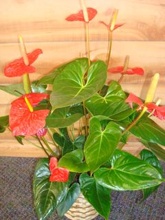 Gian Anthurium 8 inches Basket