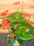 Gian Anthurium 8 inches Basket