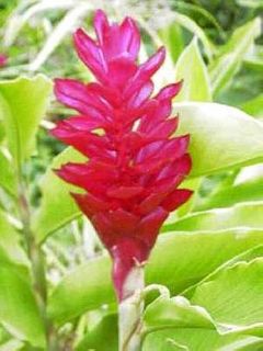 Ginger Flower 