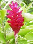 Ginger Flower 