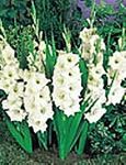 Gladiolus 