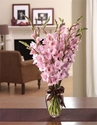 Glorious Glads 