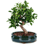 Golden Gate Ficus Bonsai Golden Gate Ficus Bonsai