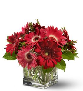 Gorgeous Gerberas