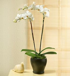 Graceful Beauty Phalaenopsis Orchid 