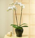 Graceful Beauty Phalaenopsis Orchid Graceful Beauty Phalaenopsis Orchid