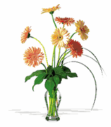 Grand Gerbera Daisies