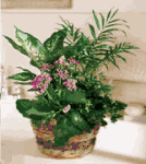 Green and blooming plants