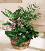 Green and blooming plants