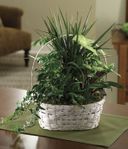 Green Garden Basket
