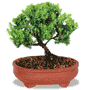 Green Mound Juniper Bonsai Green Mound Juniper Bonsai