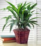 Green Plant 