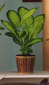 Green Plant Dieffenbachia