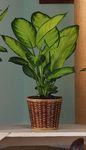 Green Plant Dieffenbachia
