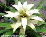 Guzmania 6in Guzmania Bolero