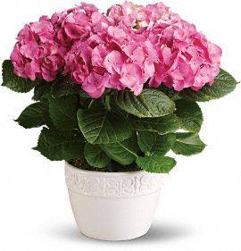 Happy Hydrangea 