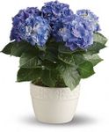 Happy Hydrangea Happy Hydrangea