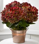 Harvest Memories Fall Hydrangea 