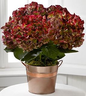 Harvest Memories Fall Hydrangea 