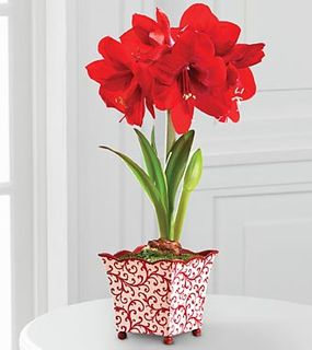 Holiday Amaryllis small