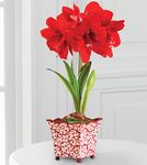 Holiday Amaryllis small Holiday Amaryllis small