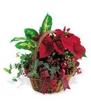 Holiday planter basket medium Holiday planter basket medium