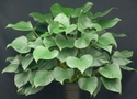 Homalomena 'Emerald Gem' 6inches pot
