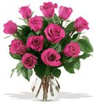 Hot Pink Roses
