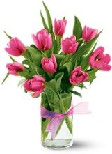 Hot Pink Tulips