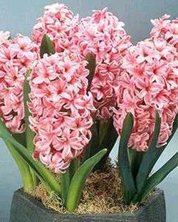 Hyacinth 