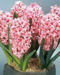 Hyacinth 