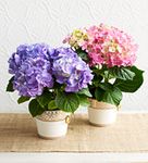 Hydrangea