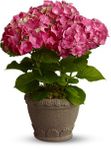Hydrangea