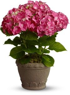 Hydrangea