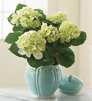 Hydrangea - Vase variety