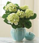 Hydrangea - Vase variety