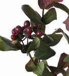 Hypericum Berries 