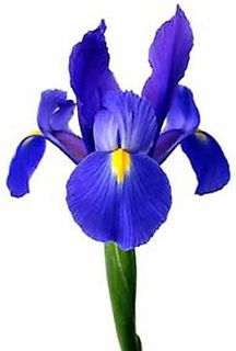 Iris 