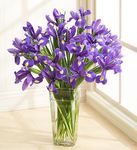 Iris Bouquet