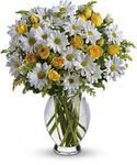 Irving florist Amazing Daisy T32-1A