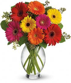 Irving Florist Gerbera Brights T156-1A
