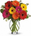 Irving Florist Gerbera Brights T156-1A Irving Florist Gerbera Brights T156-1A