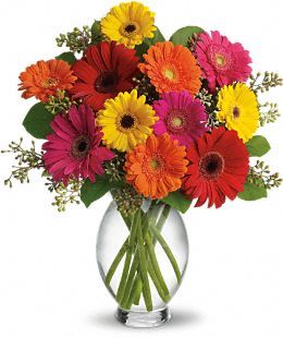 Irving Florist Gerbera Brights T156-1B